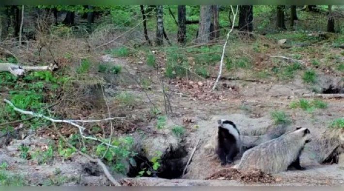 borsuki bawiące się w lesie