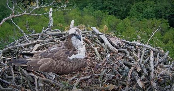 rybołów w gnieździe