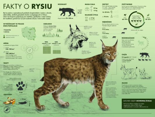 międzynarodowy dzień rysia