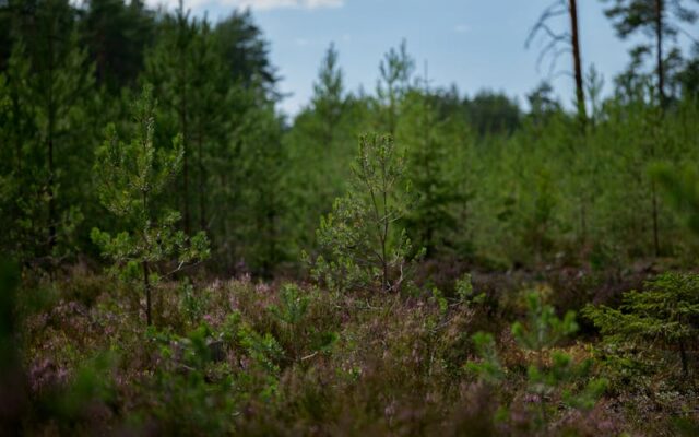 Współpraca Służby Więziennej i Lasów Państwowych